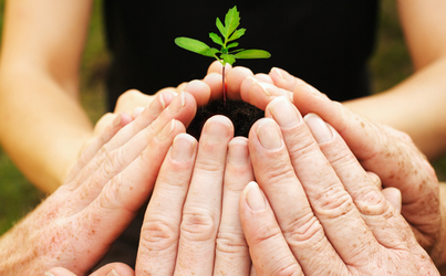 Hands holding a plant