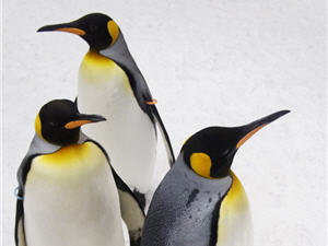 3 penguins