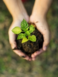 Hands Holding Plant in Soil